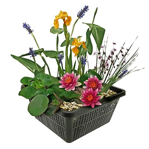 Van der Velde Wasserpflanzen Set Winterhart - 9 Teichpflanzen - Für Miniteiche und große Gartenteiche - Seerose, Schwane
