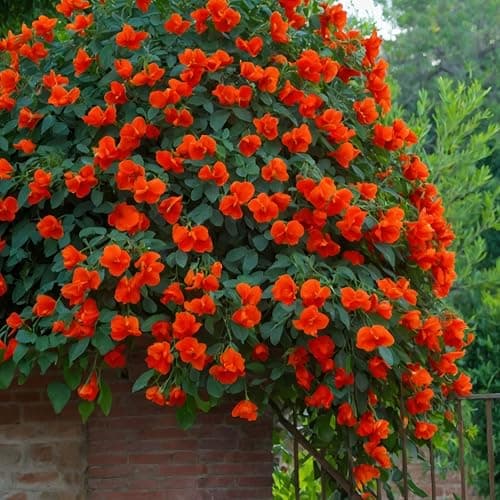 Plant in a Box - Campsis 'Mme Galen' XL - Kletterpflanze für den Garten - 17 cm - 110-120 cm Höhe - 2er Set