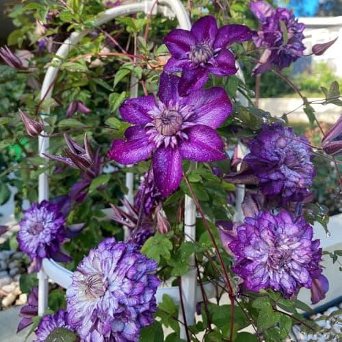 Clematis Knollen Winterhart - Robuste Pflanze für Anfänger-Perfect für Gartenanfänger-Blüten im Frühjahr-3-Zwiebel-Pflan