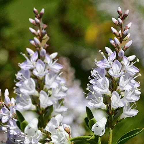 Hebe Champagne - Strauchige Veronica | Ideal für kleine<Any>, Präzision: Klein und kompakt, Schönheitswerte: Vielseitig