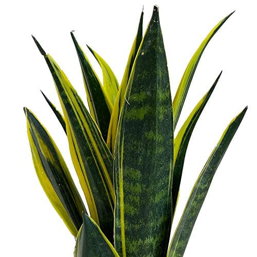 Sansevieria Goldene Flamme Pflanze für Zuhause und das Büro (30-40cm mit Topf)