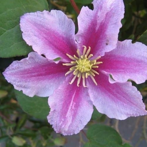 3 x Clematis Kletterplanzen Mix (3 für 2): Rot (Rouge Cardinal), Rosa/Weiβ (Piilu) & Blau (Jackmanii) | Mehrjährig & Win