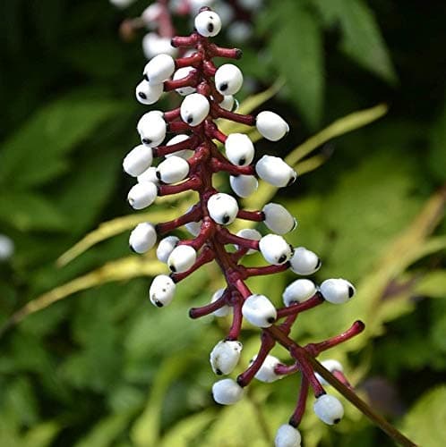 Actaea pachypoda 'Misty Blue' Baneberry Strauch Immergrüner Gartenstrauch | 9cm Topf - Dauerhafte Blüte | Ideal für Schu