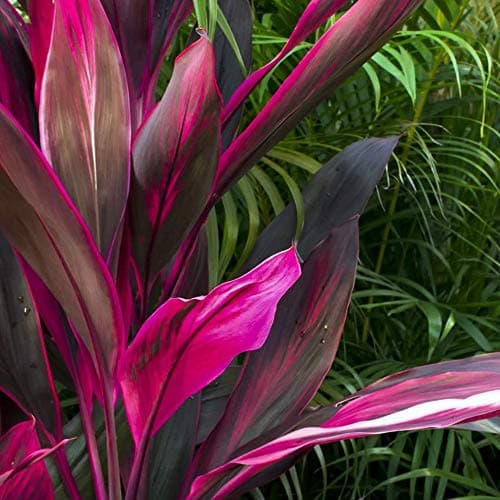 Cordyline Tango Keulenlilie fürs Zuhause und das Büro - Elegant und grün (30-40 cm mit Topf)