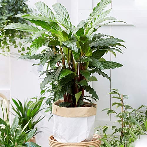 Calathea Rufibarba | Üppige Korbmarante als Geschenk fürs Haus (30-40 cm im Topf)  
Calathea Rufibarba | Üppige Korbmara