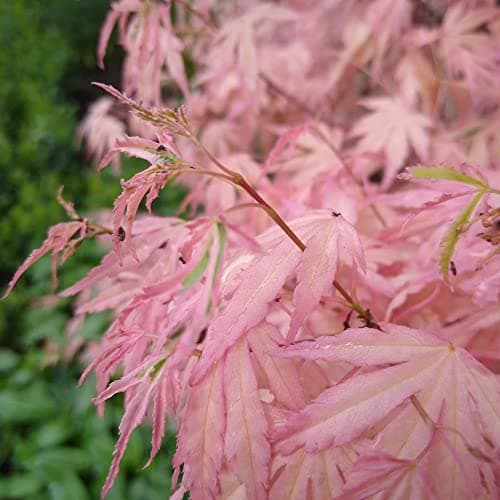 Acer palmatum Taylor - Japanischer Ahorn - Großer Topfbaumbaum für den Außenbereich - Schön-dekorativ - Ideal für Parks