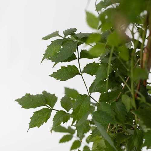 Plant in a Box - Campsis 'Mme Galen' XL - Kletterpflanze für den Garten - 17 cm - 110-120 cm Höhe - 2er Set