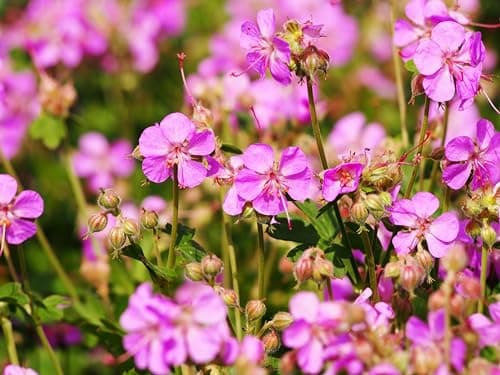 3 x Geranium cantabrigiense 'Cambridge' (Winterhart/Stauden/Staude/Bodendecker/Mehrjährig/Immergrün) - Farbenfrohe Akzen