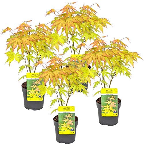 Bloomique - Mischung aus 4 Japanischen Ahornbäumen - Topfpflanzen für den Wintergarten - Winterhart - 20-30 cm hoch - 10