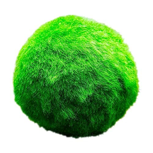vdvelde.com - Grobes Hornblatt - 5 Liter - Schwimmende Sauerstoffpflanze - für Aquarier - ideales Sauerstoffierenetz - P