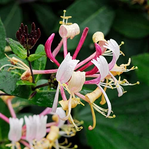 Bloomique - Lonicera Henryi - Orange, Rot - Kletterpflanzen - Winterhart - Immergrün - 50-70 cm Hoch - Topf 15 cm
Bloomi