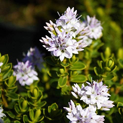 Hebe 'Vernicosa' - Lackierte Blätter, Immergrüner Blühenstrauch | Garten | Pflanzenliebe Gender |_executor_output: Hebe