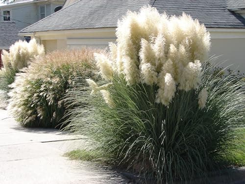 Stauden Gänge 3 x Cortaderia selloana 'White' im 1 Liter Topf - Majestätische, schneeweiße Federn für Ihren Garten -Idea