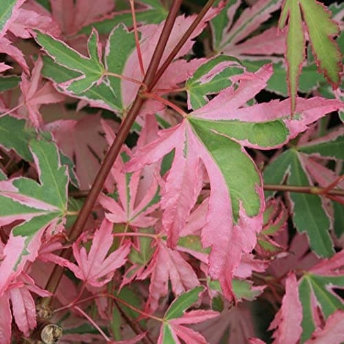 Acer palmatum Taylor - Japanischer Ahorn - Großer Topfbaumbaum für den Außenbereich - Schön-dekorativ - Ideal für Parks