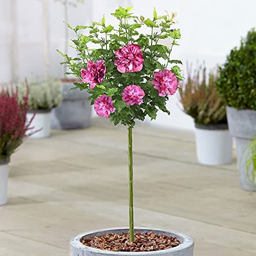 Hibiscus Duc de Brabant - Rose of Sharon | Laubabwerfender Baum für Gärten & Terrassen - ideal für Bunasoleigärten & Out