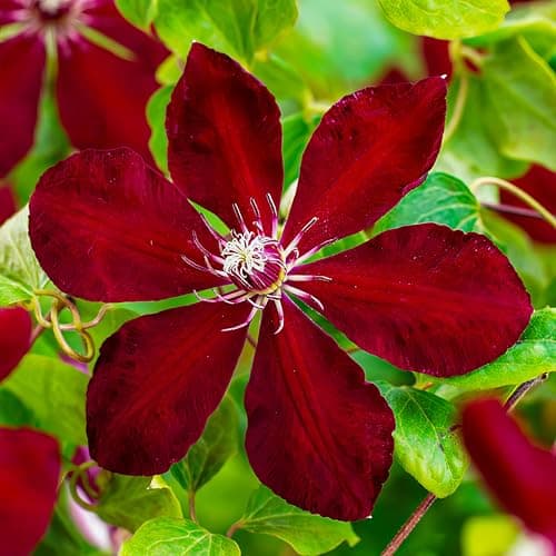 Clematis Tricilor Kollektion (3 Pflanzen) - Weiß-Rot-Rosa-Violett Farben, Winterhart und Mehrjährig, Stauden aus Holland
