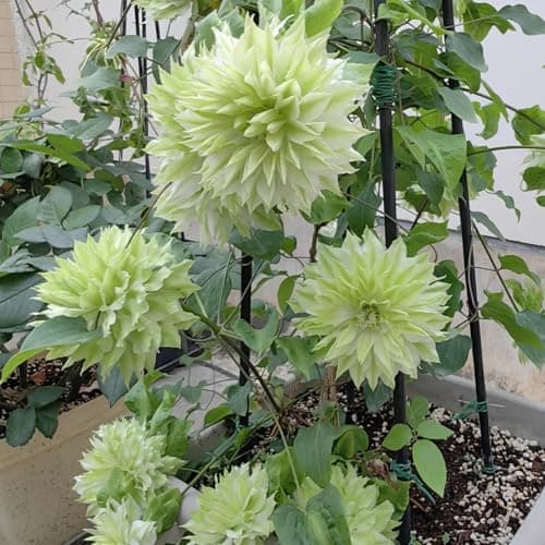 Clematis Zwiebeln & Knollen - Langlebige Gartendekoration - Ideal für Anfänger - 3zwiebeln - Wundersame Blütenfarben