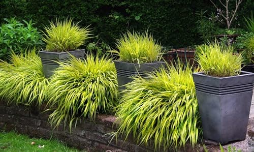 Hakonechloa macra 'Aureola' im 1 Liter Topf - Japanisches Gold Berggras für zeitlose Gärten - Goldgestreifte Harmonie vo