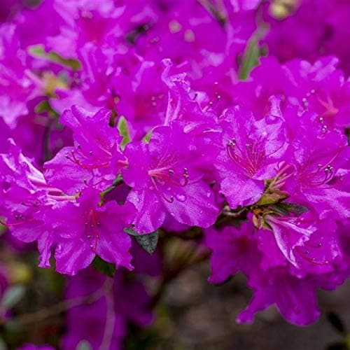 Rhododendron obt. 'Königstein' - Japanische Azalee 20-25cm Topfgesamtgröße