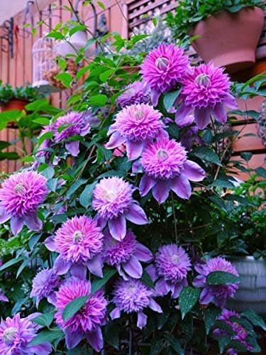 Clematis Zwiebeln, Mix Mehrjahrig, Kletterpflanzen im Topf - Lange Blütezeit, Winterharte Bienenfreundlich, Balkon Pflan