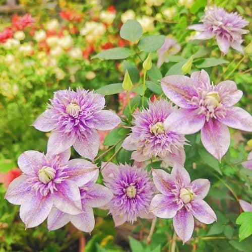 Clematis Knollen Winterhart - Gemütlich anzuchBUFFERING...eling für Anfänger - 3-Zwiebeln-Gartenpflanze - Leicht anpflan
