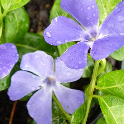 Vinca minor 'Bowles variety' winterhart für Gartenanrichtung 9cm Topf