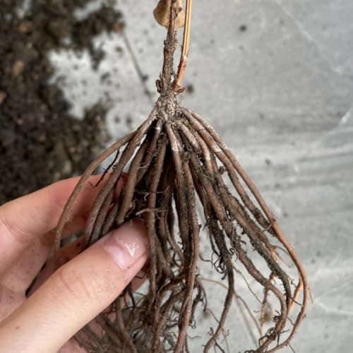 Clematis Knollen Winterhart - Robuste Pflanze für Anfänger-Perfect für Gartenanfänger-Blüten im Frühjahr-3-Zwiebel-Pflan