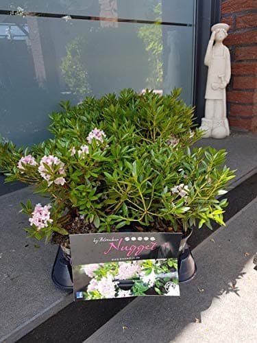 Bloombux® Nugget Blüten und Form – für Lieferanten und Pflanzenliebhaber - Indoor Outdoor