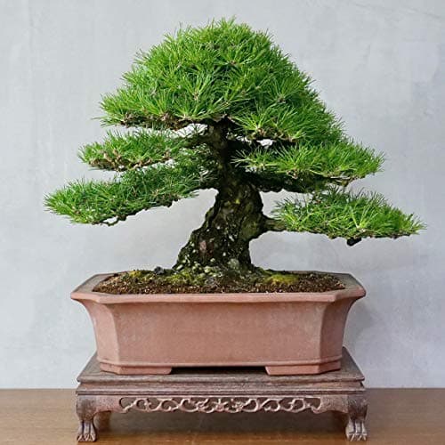 Premium Bonsai Samen Set mit 8 Bonsai Saatgut Sorten – 40 Samen für den Mini Garten und Zen Garten – Idealer Anfang für