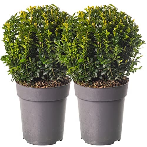 Baum Marketplace Buxus Ball Pack aus echten Buchsbaum-Immergrün-Topiary-Gartensträuchern für Wellness-Curern und Gärten