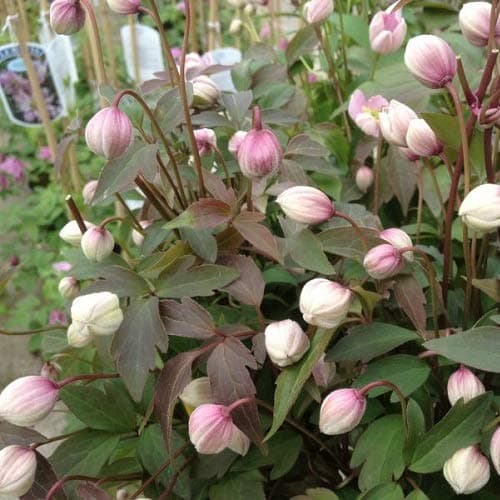 3 x Clematis Montana Rubens (Waldreben) - 3 kaufen/2 bezahlen | Rosa, Mehrjährig und Winterhart | 1,5 Liter Töpfe