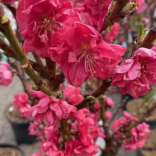 Gardener's Dream Rotpfirsich - Zierliche immergrüne Bäume für Garten, Balkon oder Terrasse, winterhart, 70-80 cm (inkl.