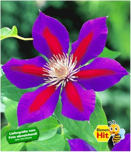 BALDUR Garten Waldrebe Clematis 'Etoile de Malicorne' winterhart, bienenfreundliche mehrjährige blühende Kletterpflanze,