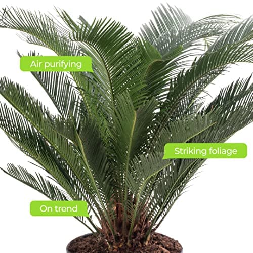 Sago-Palme immergrün groß exotisch selten hoch