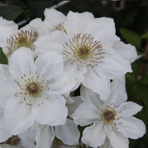 3 Clematis Destiny Kletterpflanzen | Winterhart & Mehrjährig - 3 x Weiß | 1,5 Liter Topf