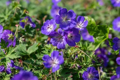 3 x Geranium 'Rozanne ®' Topfe 1 Liter (Winterhart/Stauden/Staude/Mehrjährig/Bodendecker) - Farbenpracht von Frühling bi