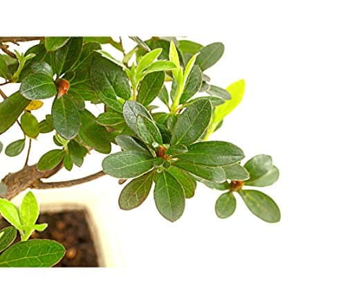 Dehner Japanische Azalee Outdoor-Bonsai, immergrün, ca. 50 cm, Topf ca. 20 cm, perfekt für Outdoor-Bereiche