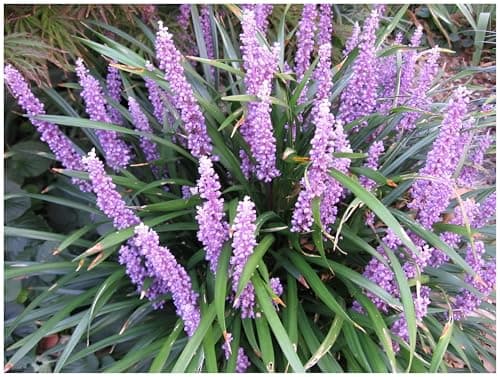 Liriope muscari 'Royal Purple' im 1 Liter Topf - Winterhart - Immergrün - für schattige Oasen - von Stauden Gänge