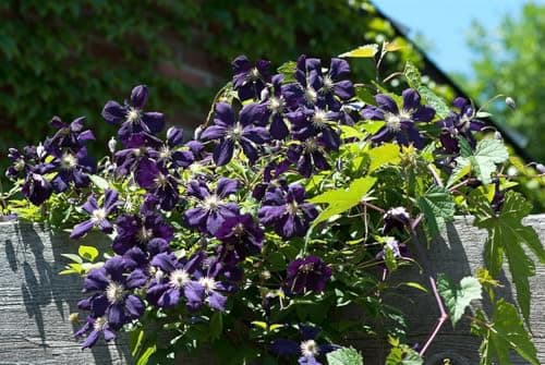 Clematis viticella 'Blue Belle' - Blaue Blüten, ideal für Rankgerüste, winterhart