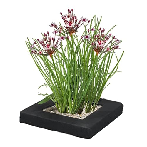 vdvelde.com - Bio Teichpflanzen Schwanenblume Schwimminsel - Nachhaltig aus eigener Gärtnerei - Ideal für familienfreund