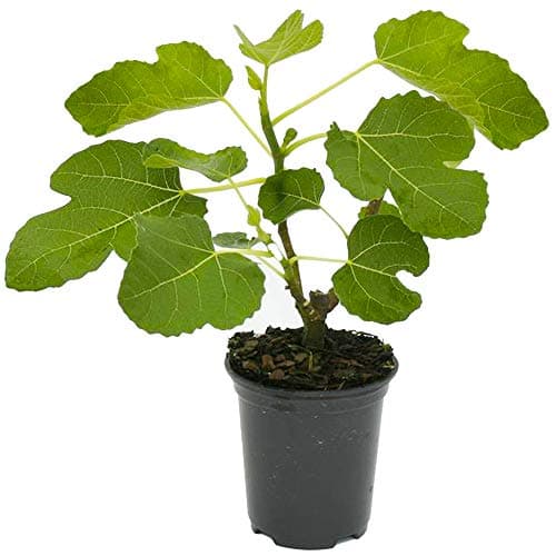 Eingetopfter Ficus Sommergrün Atemberaubend fürinternationale Kundinnen (20-30cm mit Topf)  
Eingetopfter Ficus als atem
