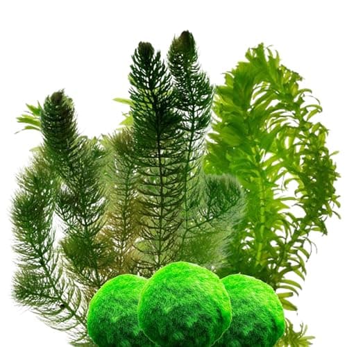 vdvelde.com - Grobes Hornblatt - 5 Liter - Schwimmende Sauerstoffpflanze - für Aquarier - ideales Sauerstoffierenetz - P