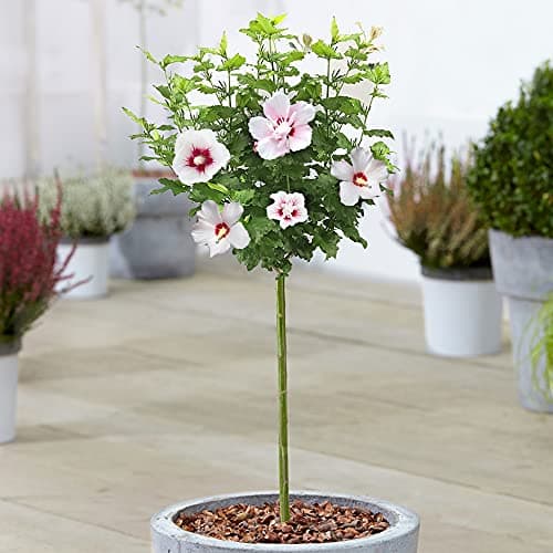 Hibiskus Lady Stanley - Rose von Sharon | Laubabwerfender Baum für Gärten & Terrassen - Schönheit & Wärme in der Umgebun