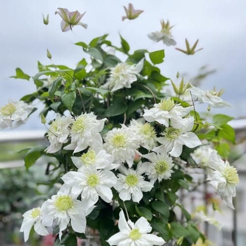 Clematis Knollen Winterhart - Gemütlich anzuchBUFFERING...eling für Anfänger - 3-Zwiebeln-Gartenpflanze - Leicht anpflan