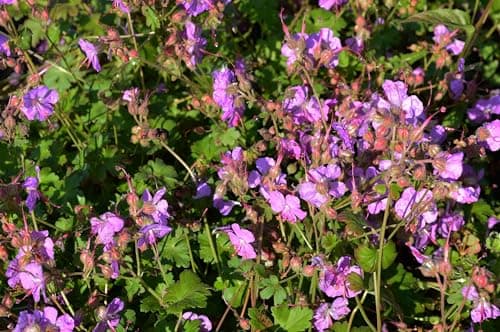 3 x Geranium cantabrigiense 'Cambridge' (Winterhart/Stauden/Staude/Bodendecker/Mehrjährig/Immergrün) - Farbenfrohe Akzen