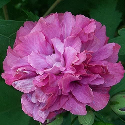 Hibiscus Duc de Brabant - Rose of Sharon | Laubabwerfender Baum für Gärten & Terrassen - ideal für Bunasoleigärten & Out