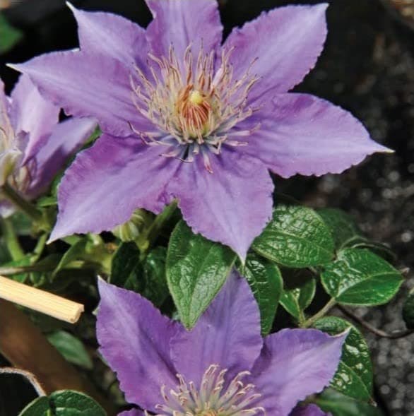 Clematis Großblütige Daniel Deronda 1L - Pflanze für Anfänger und professionelle Gärtner - Ideal für Kleingarten - Schön