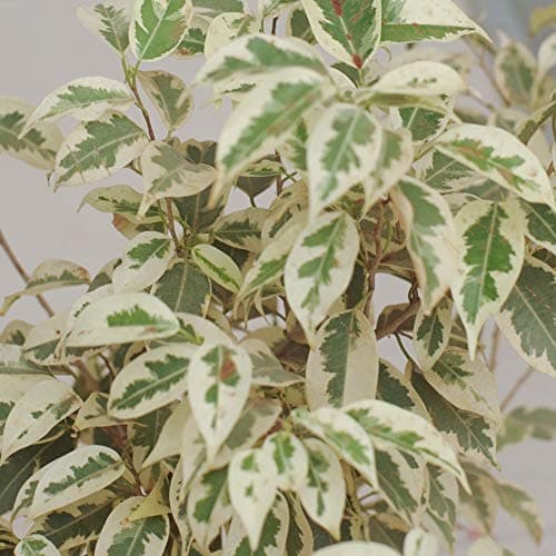 Ficus Starlight - Beste Zimmerpflanzen-Geschenke fürFans | Top-Qualität Ficus im Topf (30-40cm mit Topf)