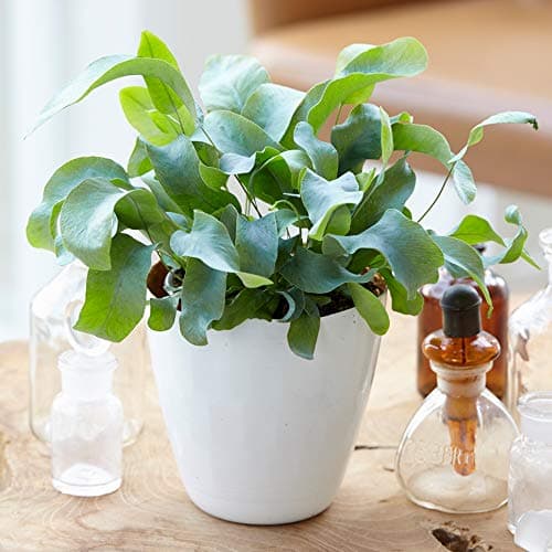 Phlebodium Blue StarPremium Zimmerfarn Geschenk inklusiver 25-35 cm Topf
