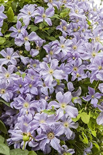 Clematis viticella 'Prince Charles' - Italienische Waldrebe, pflegeleicht, winterhart
| Clematis viticella 'Prince Char